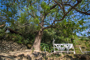 大窩生態園區導覽-包含古圳道、百年老樹、螢火蟲、蝙蝠洞、百年土地公、地景藝術、客家歌曲涂敏涂敏恆故居、馬口魚生態解說、油桐花步道等等人文藝涂敏恆故居、馬口魚生態解說、油桐花步道等等，人文藝術生態豐富，