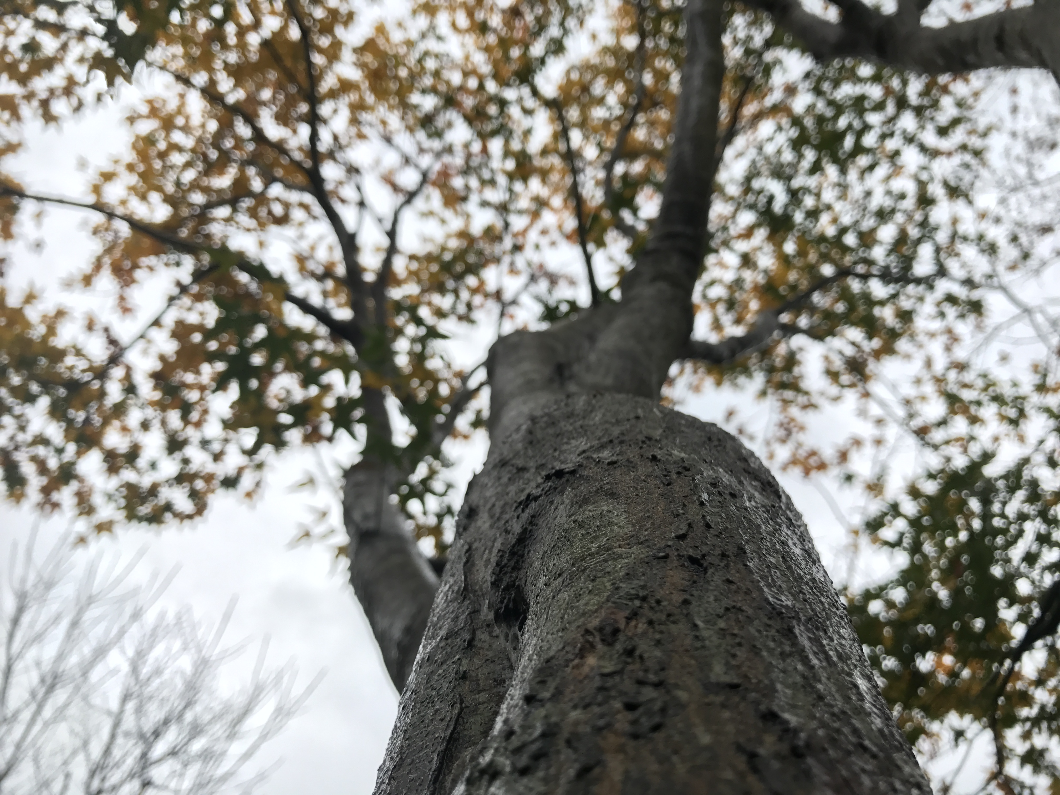 楓の微笑會館8