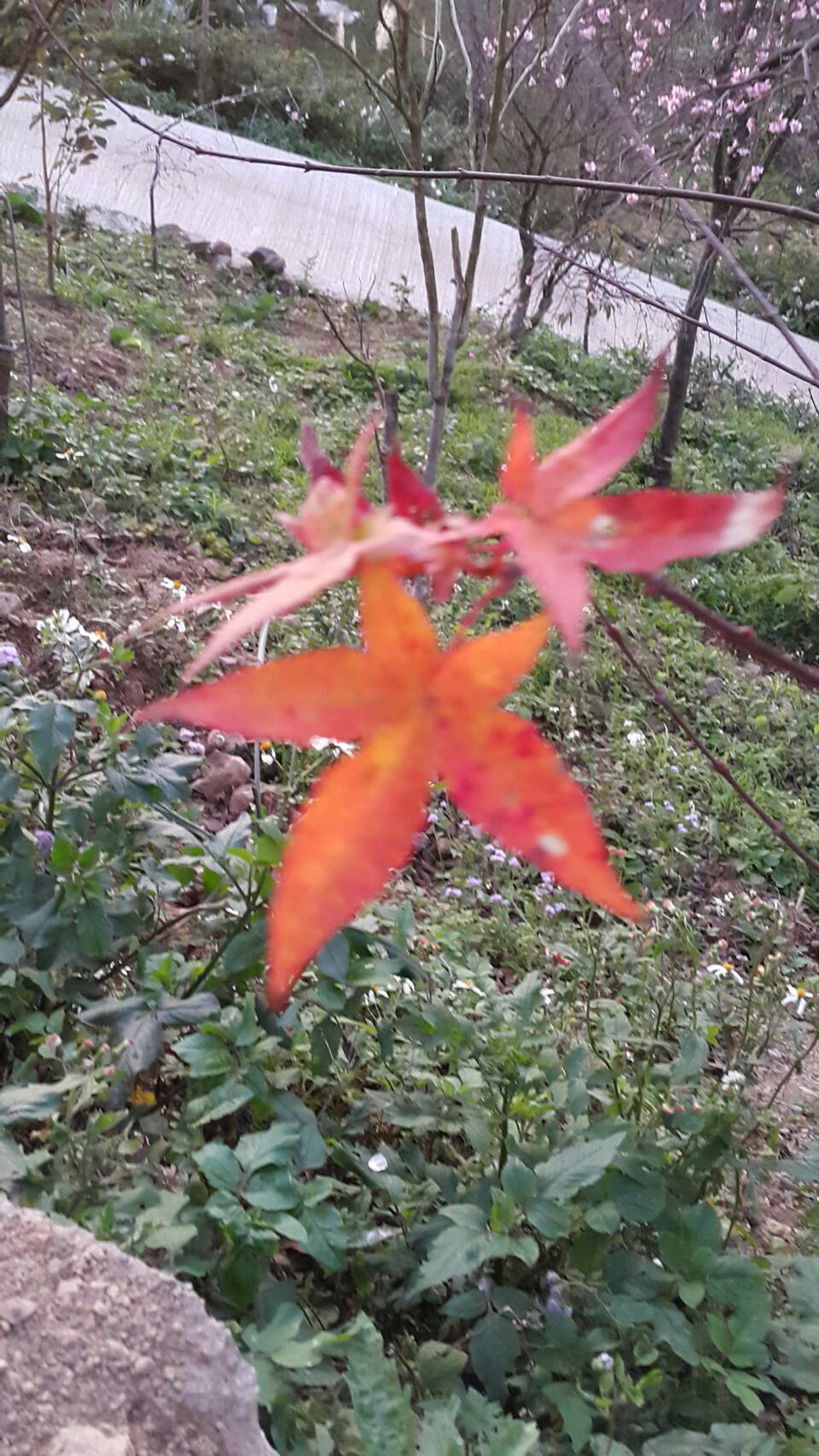 新櫻花莊園5