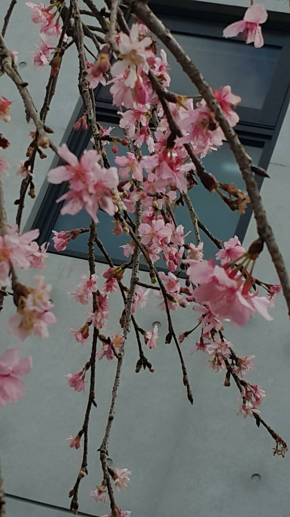 新櫻花莊園4