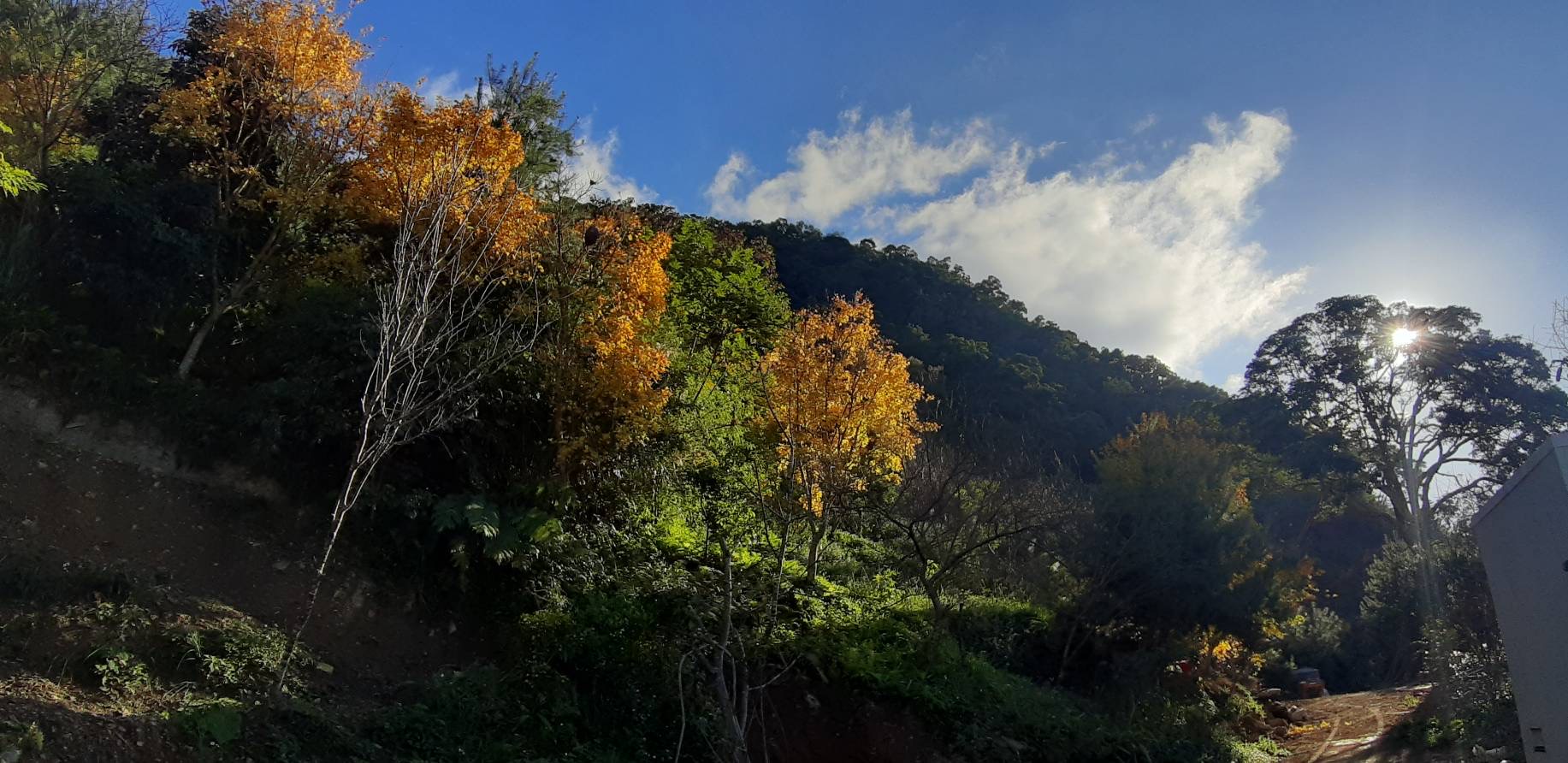 新櫻花莊園12