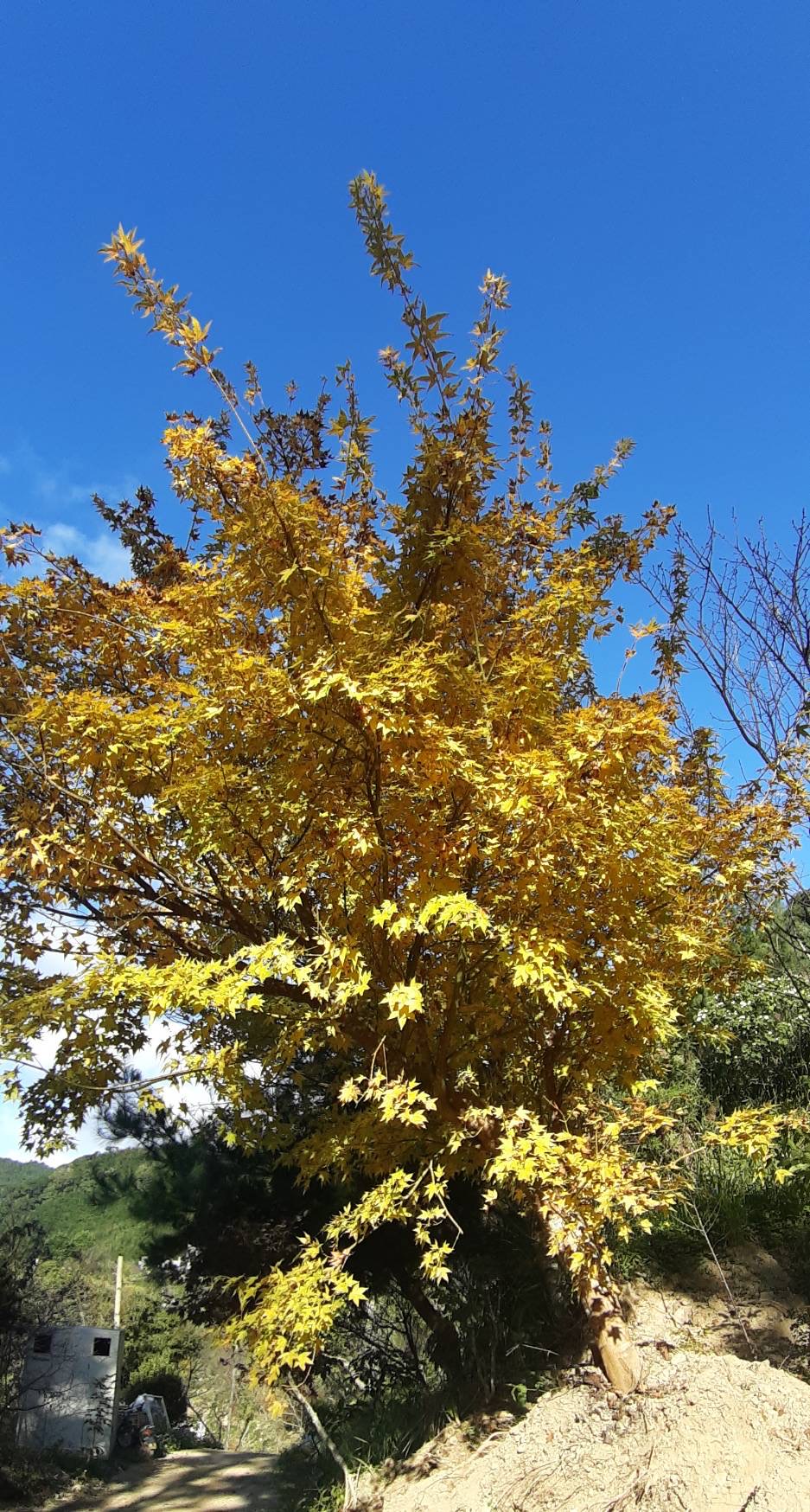 新櫻花莊園13