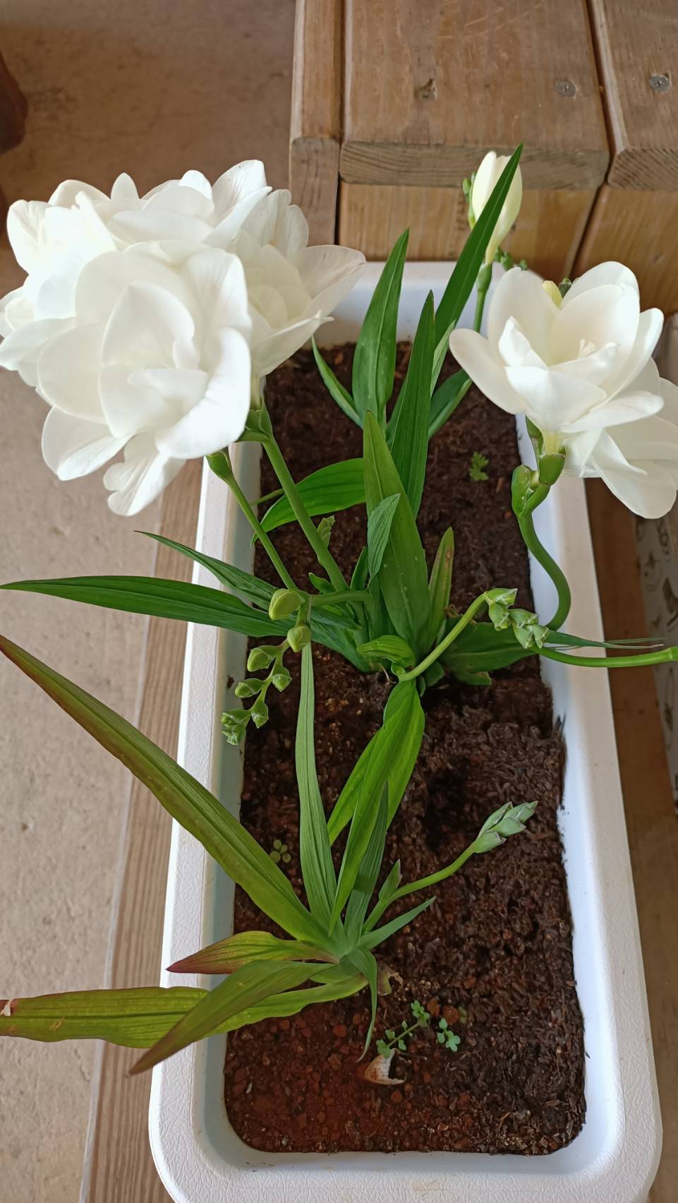 桃子菇菇22