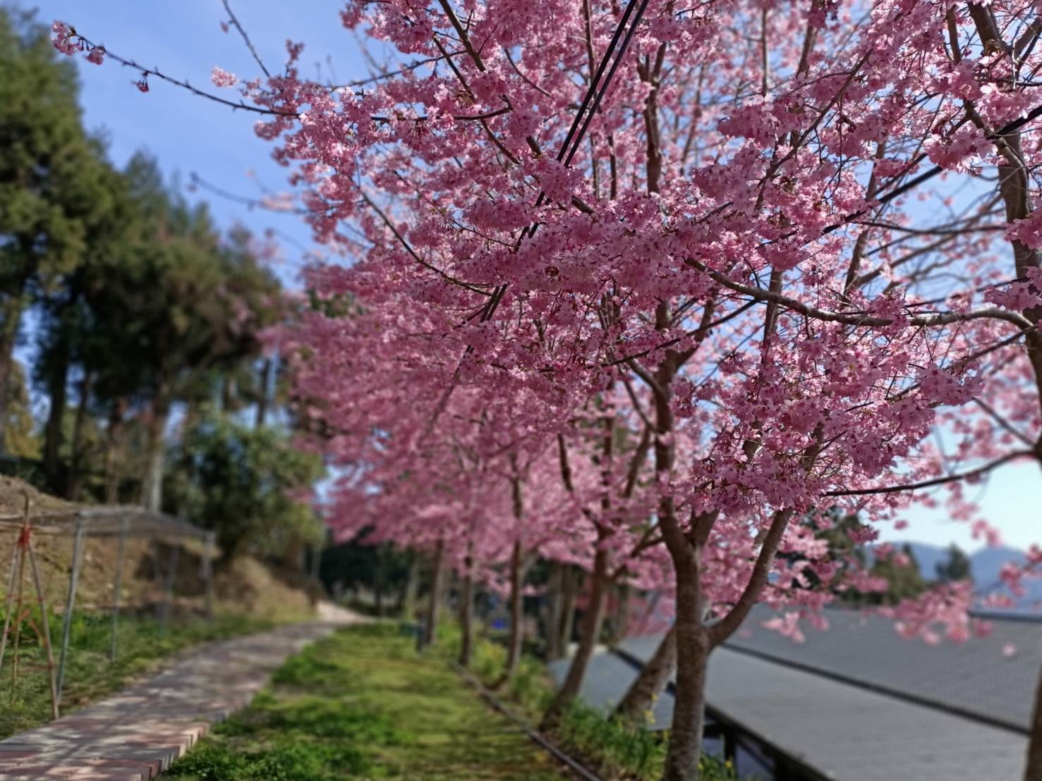 桃子菇菇23