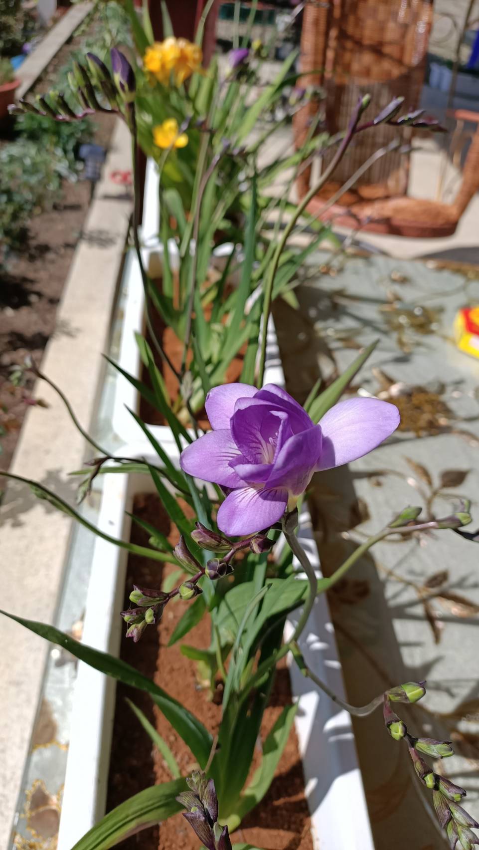 桃子菇菇19