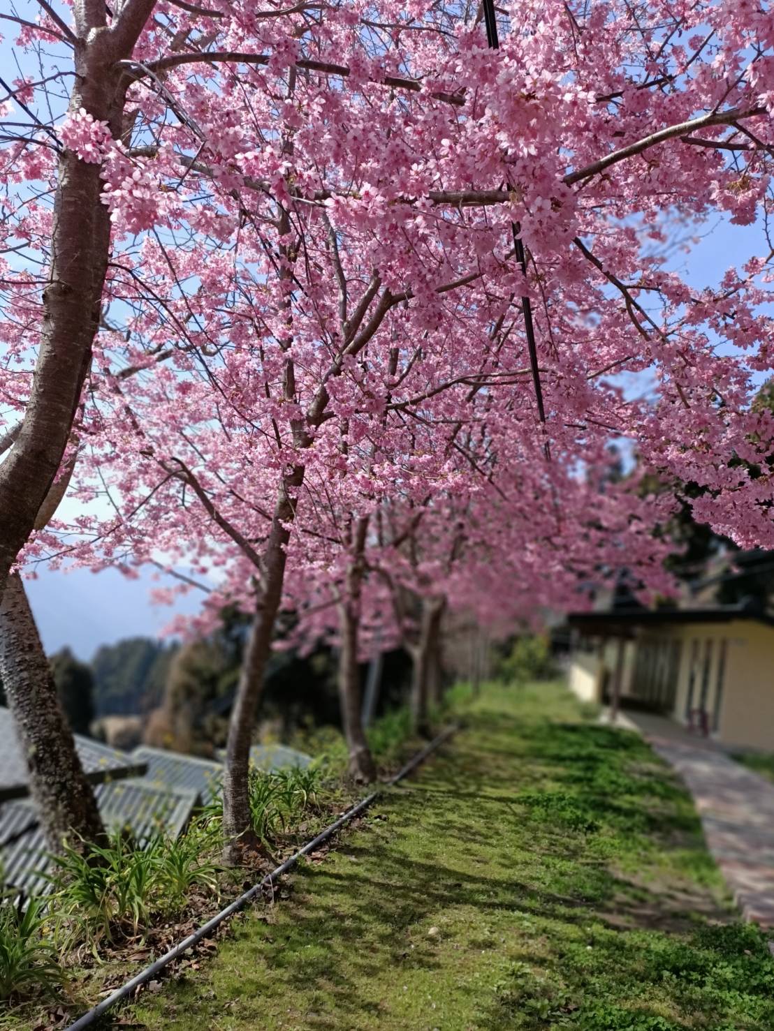 桃子菇菇20