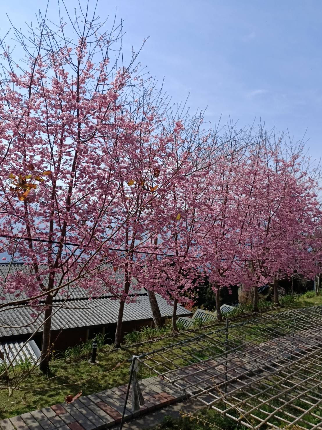 桃子菇菇17
