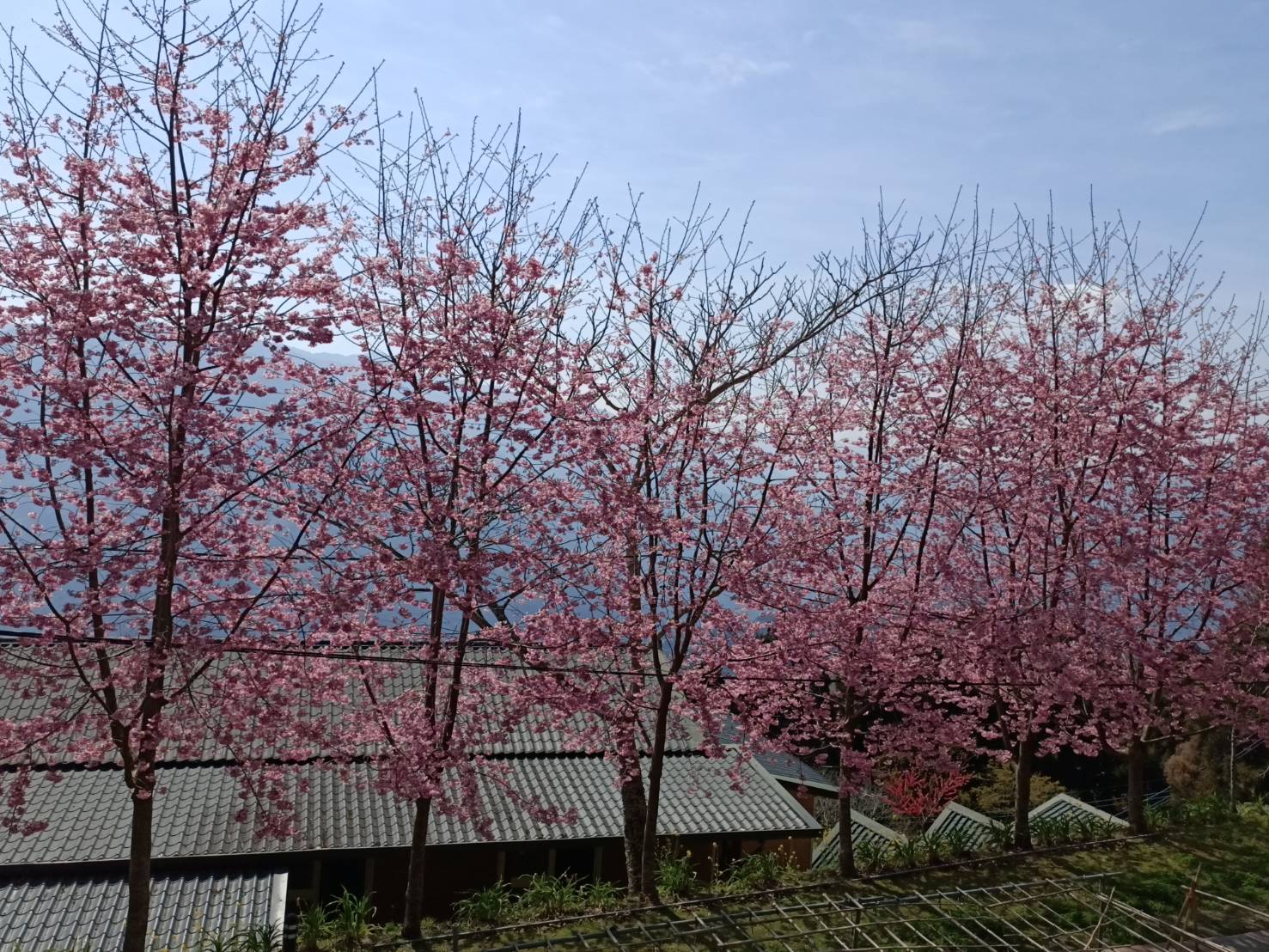 桃子菇菇18