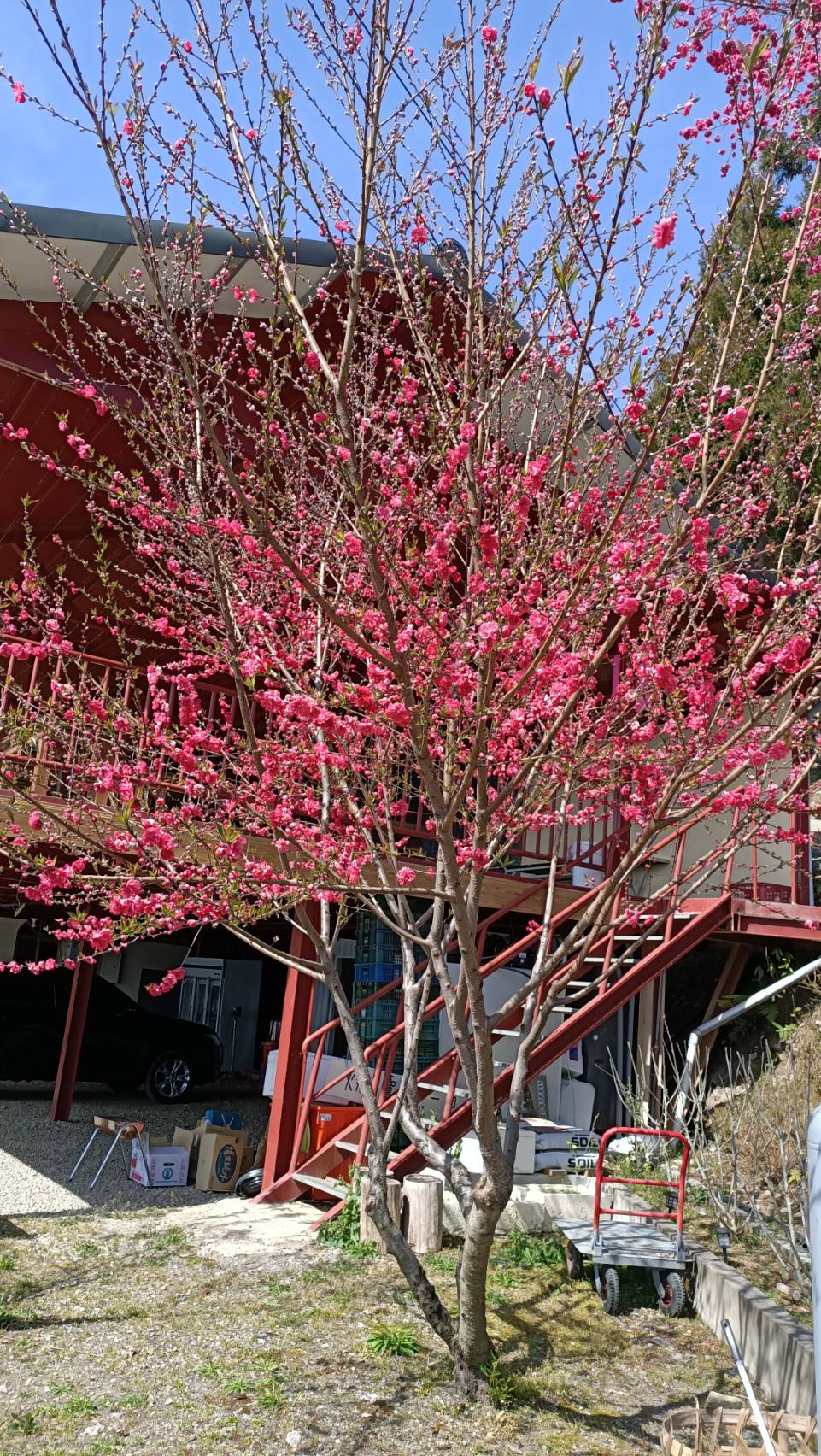 桃子菇菇24