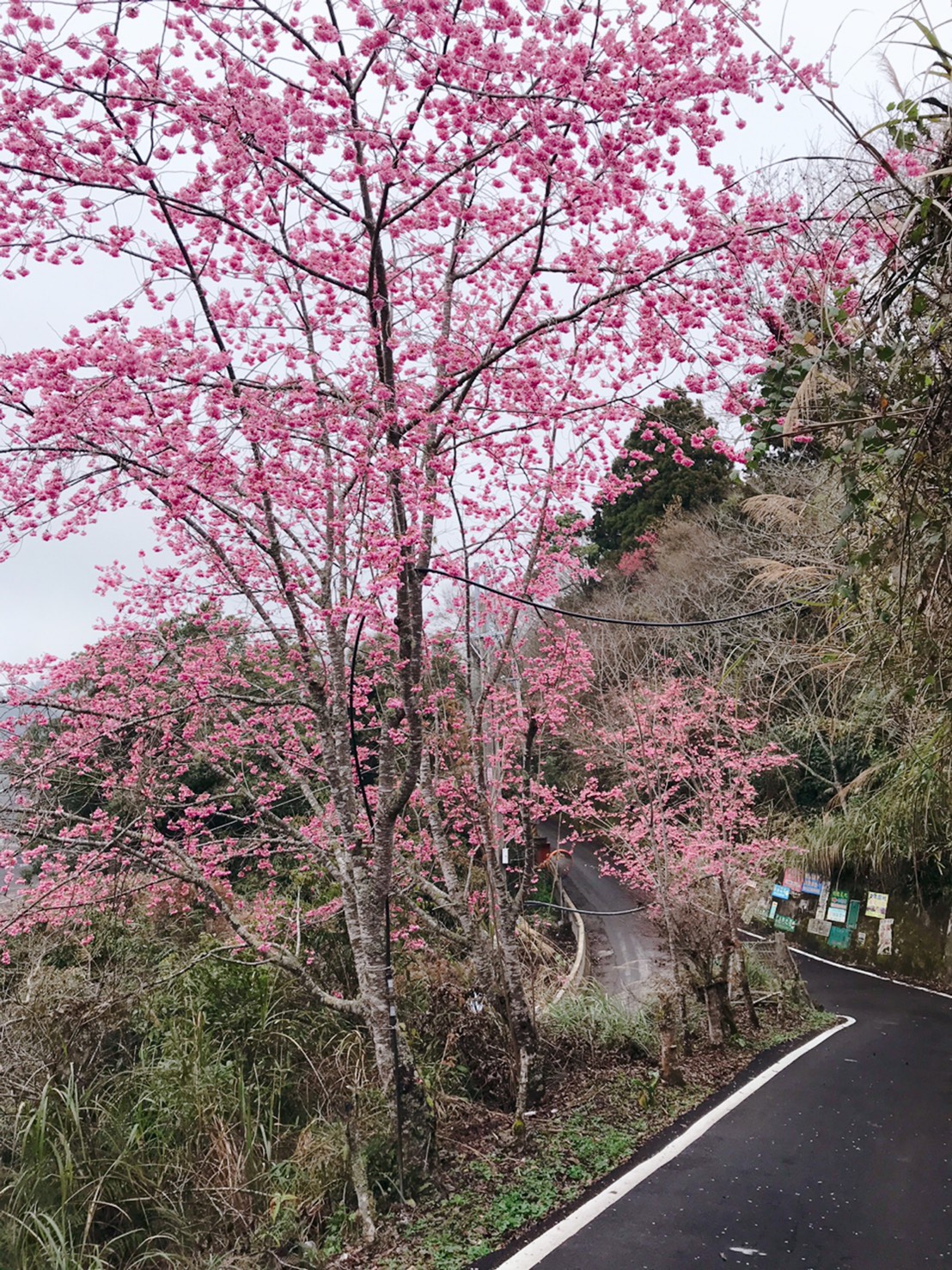 民宿旁櫻花