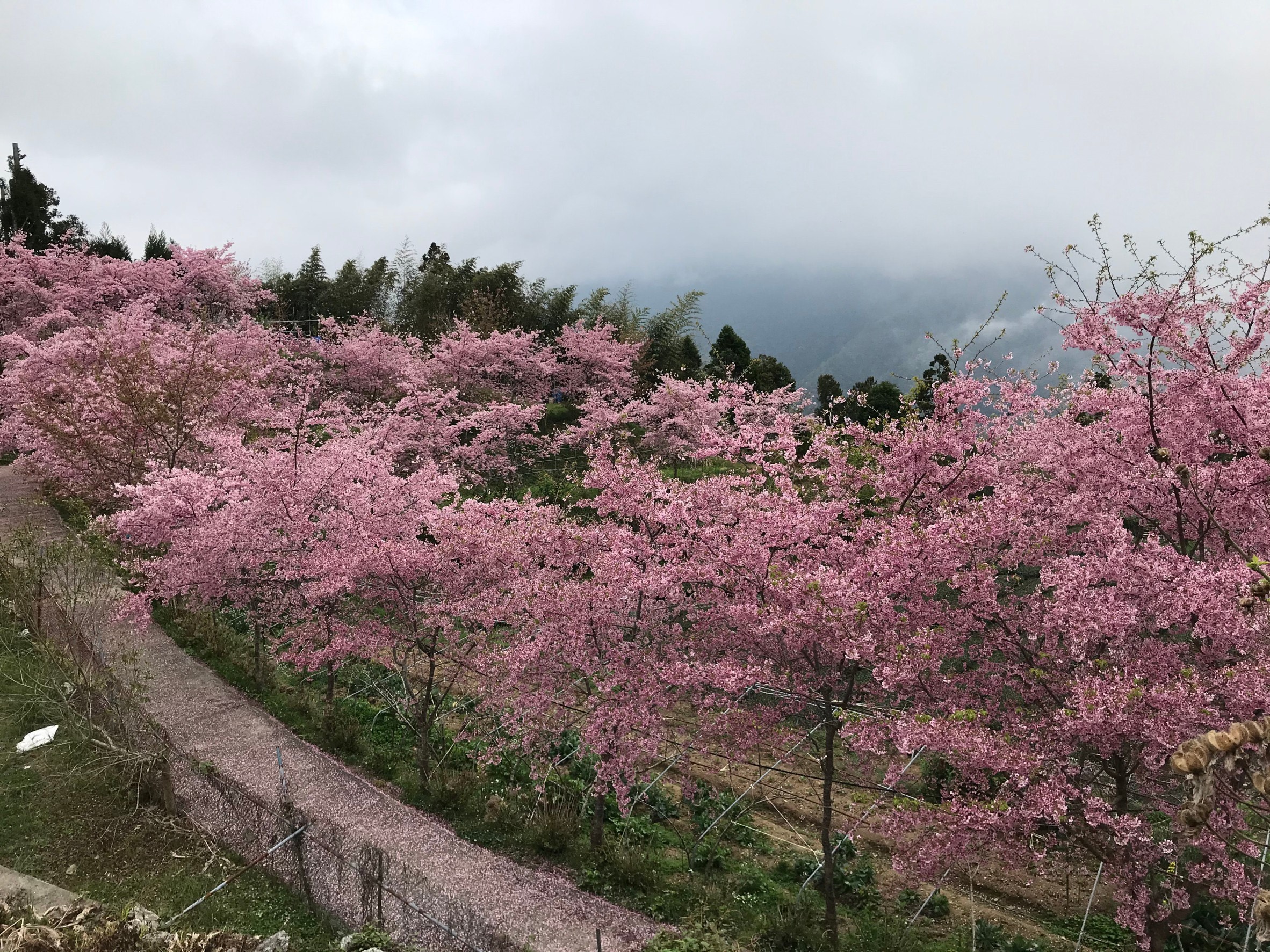 民宿旁櫻花