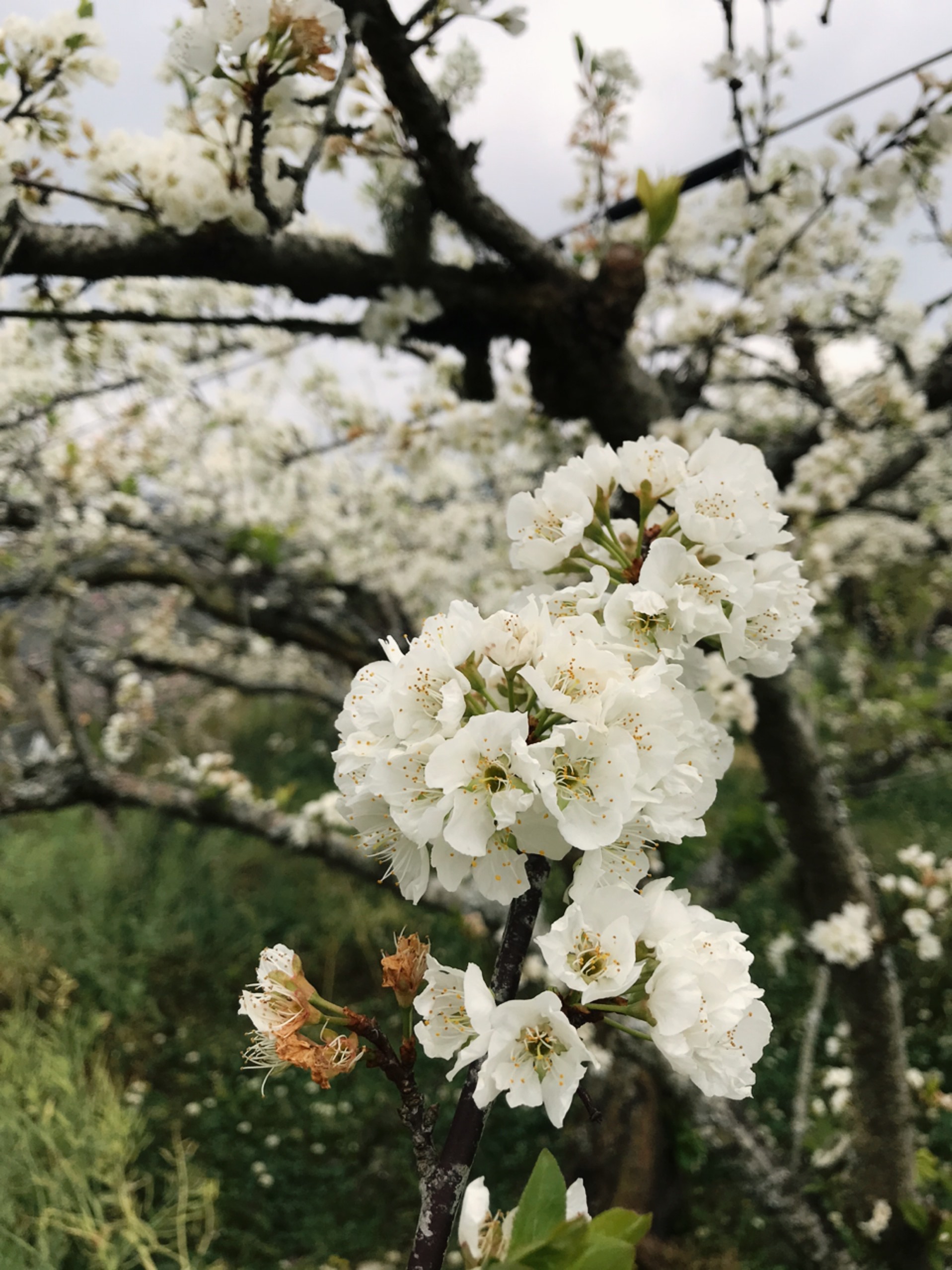 果園李花