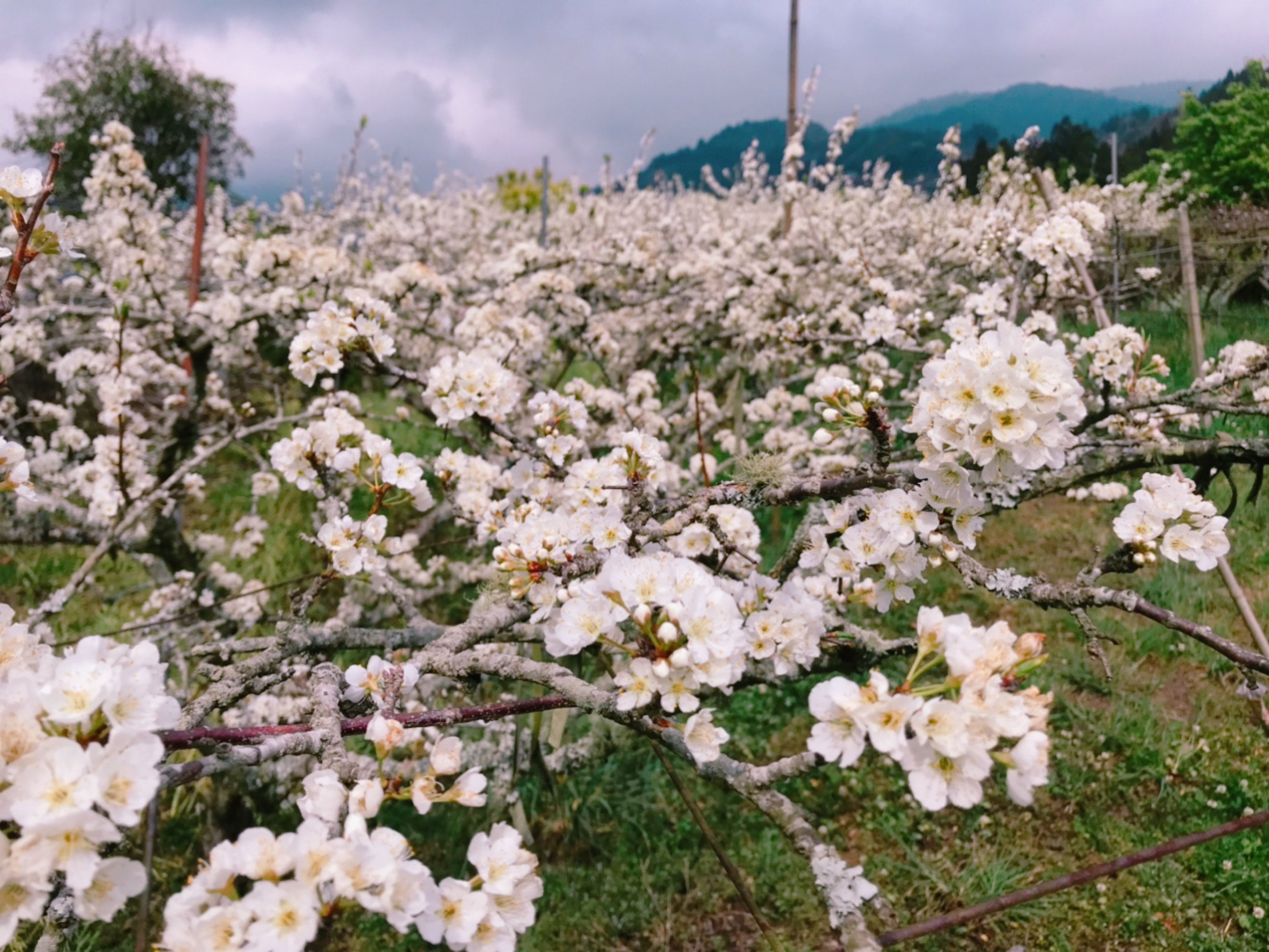 果園李花