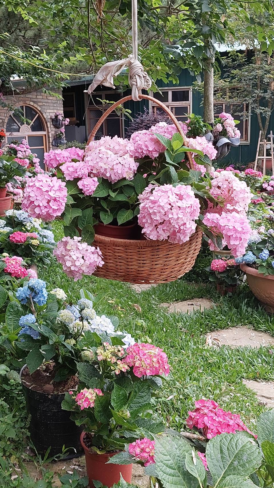 新櫻花莊園34