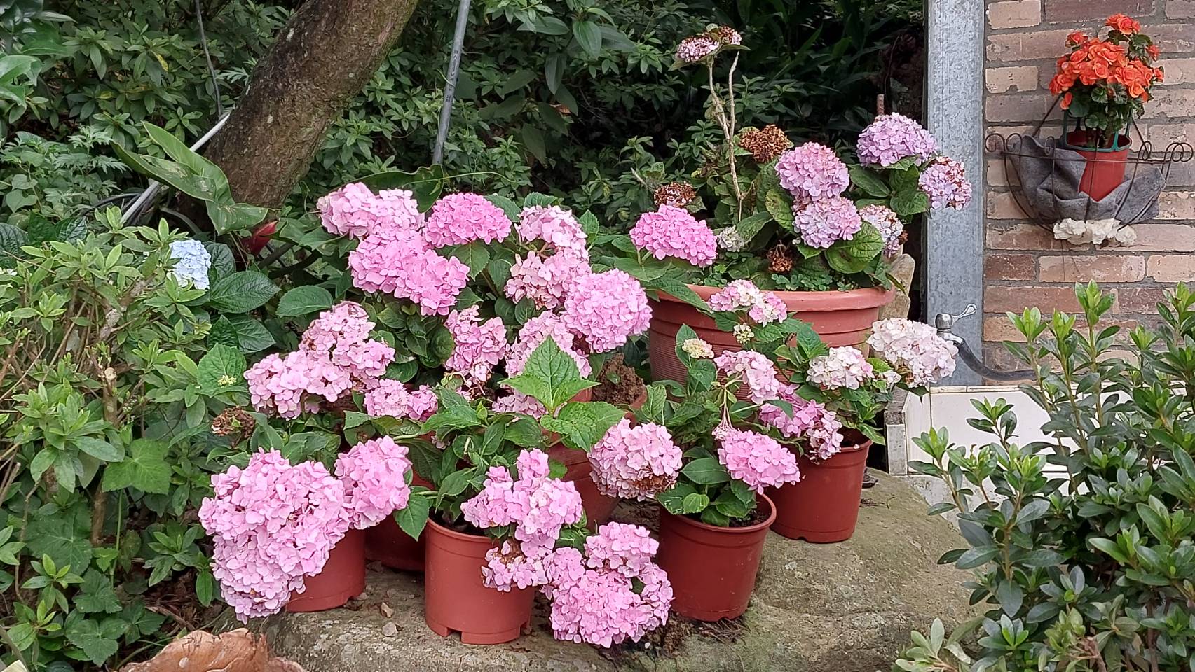 新櫻花莊園32