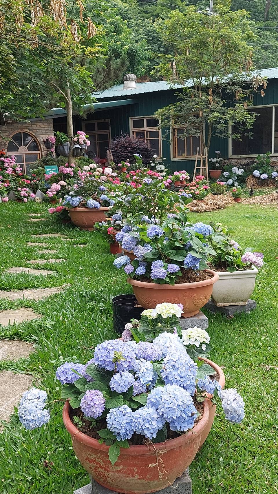 新櫻花莊園33
