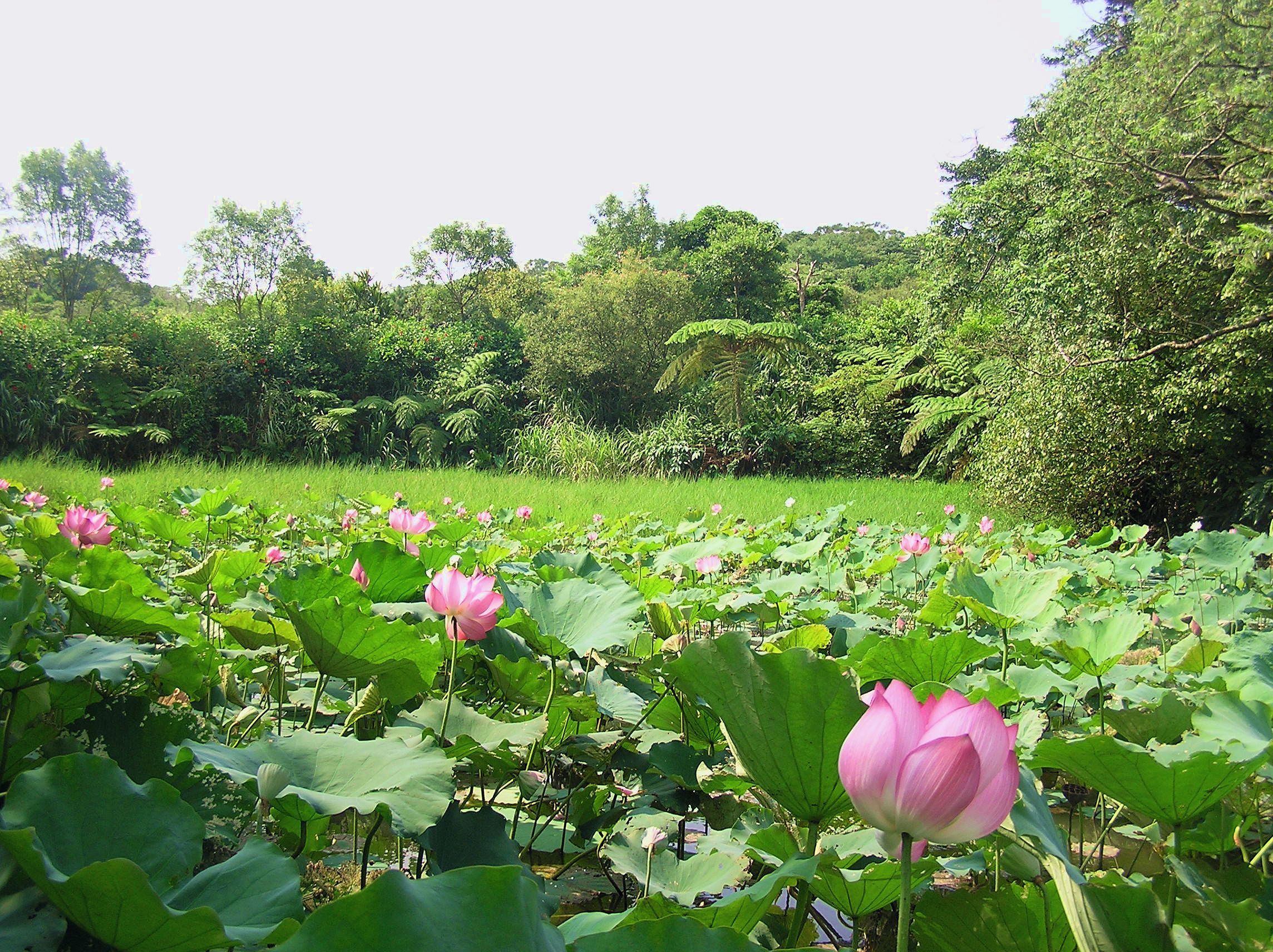 荷花池