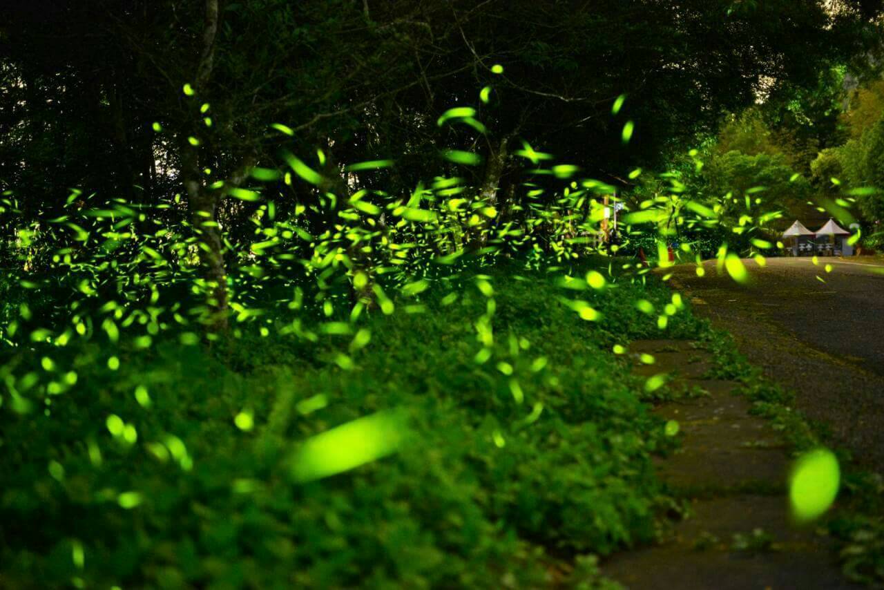 溪頭福華渡假飯店-漢光樓20