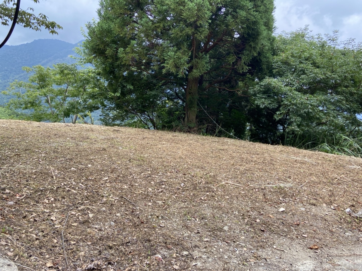 山蘇的故鄉7