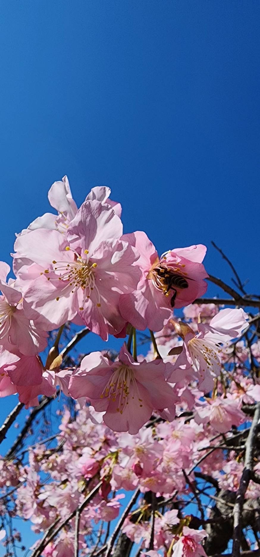 新櫻花莊園30
