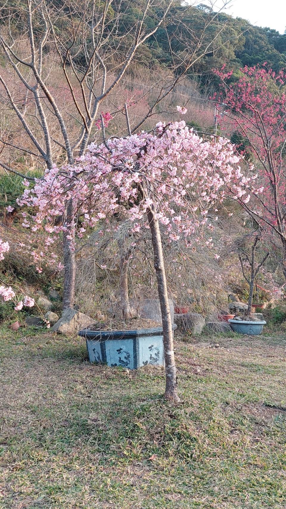新櫻花莊園2