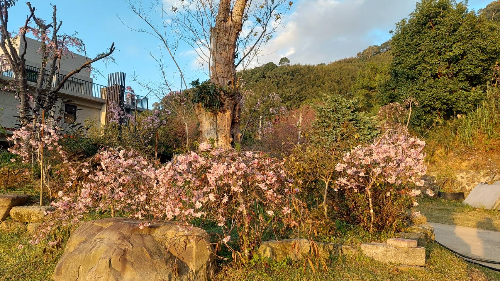 新櫻花莊園24
