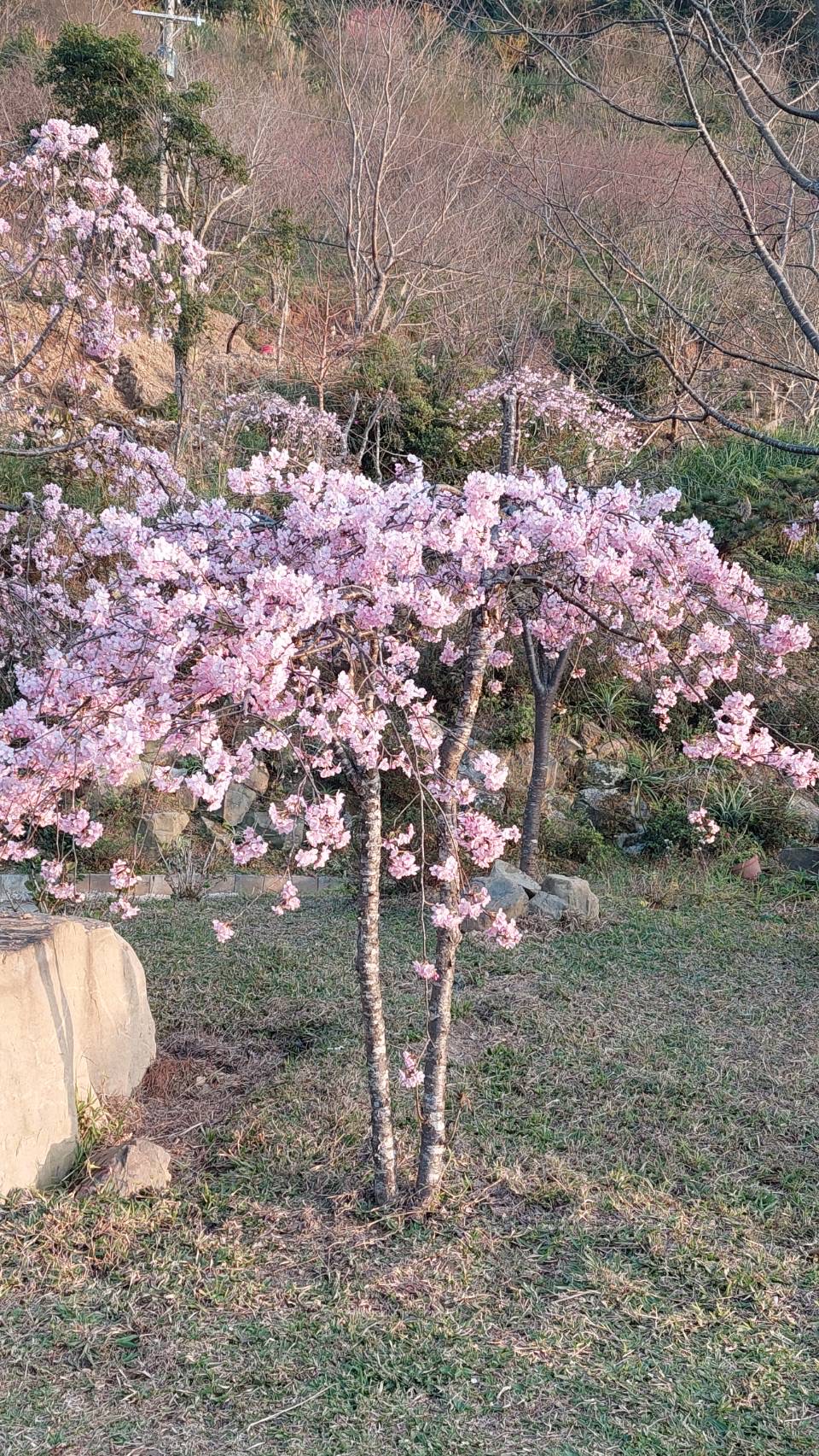 新櫻花莊園23