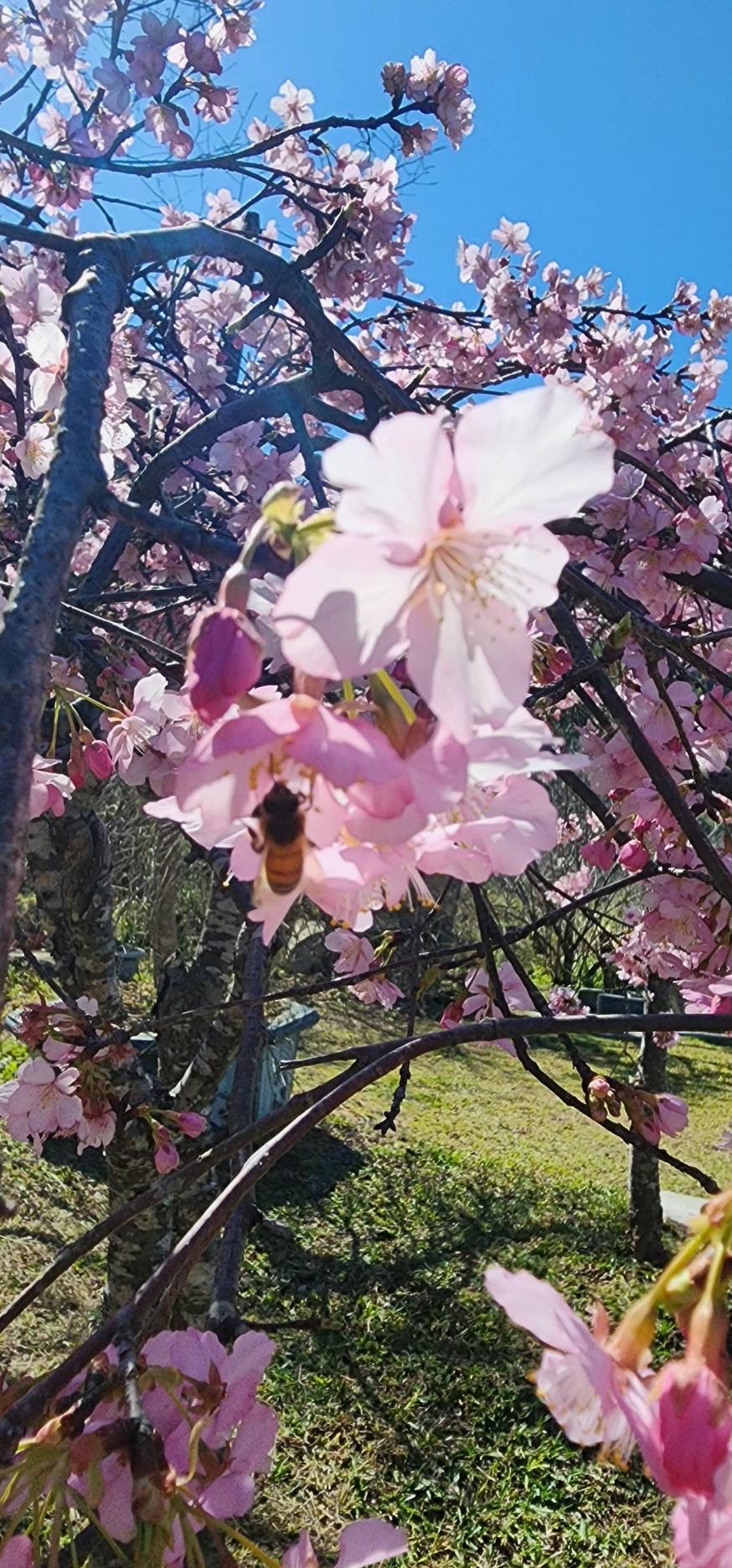 新櫻花莊園28