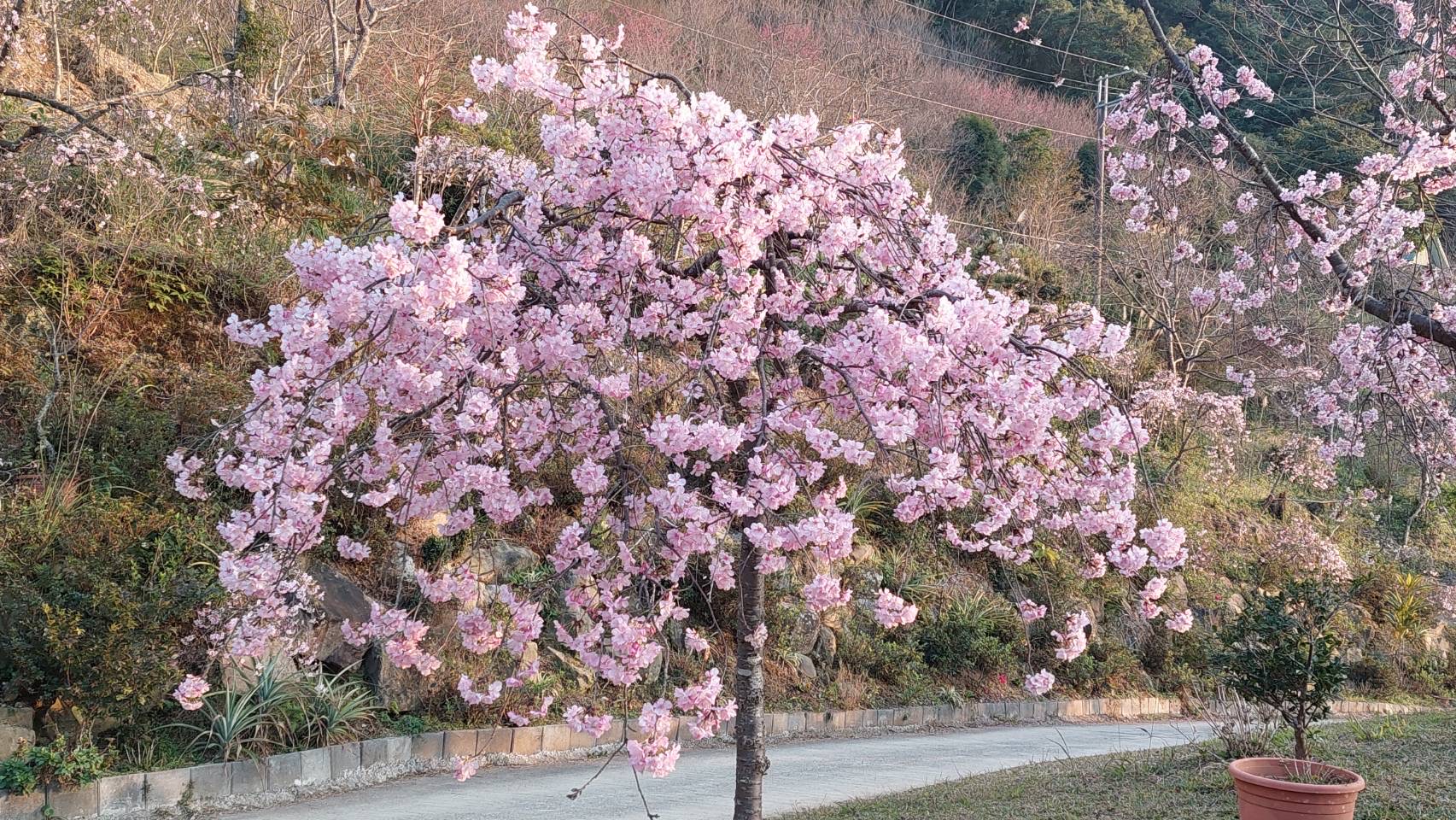 新櫻花莊園27