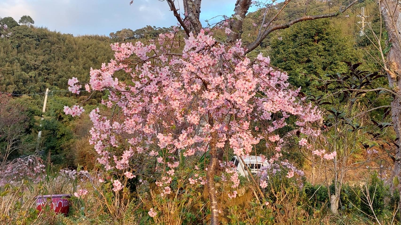 新櫻花莊園26