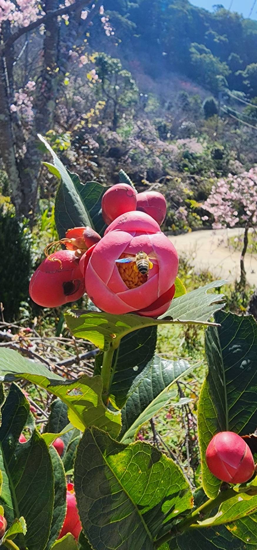 新櫻花莊園29