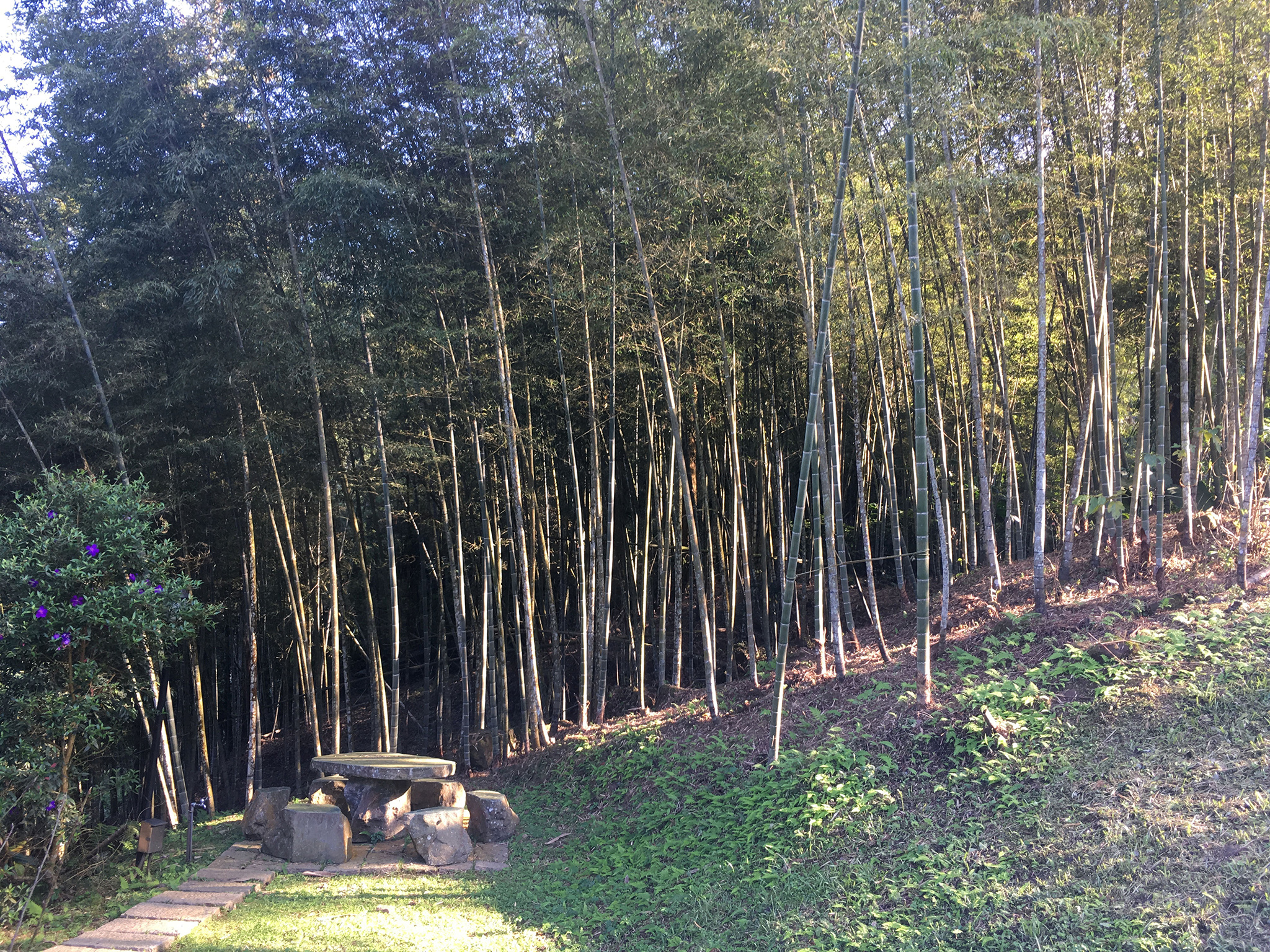 主屋東側竹林 Bamboo Forest East of Main House