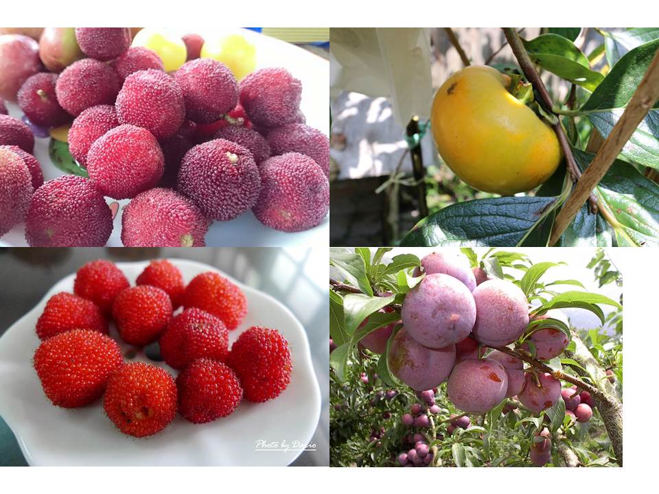 賴坤陽的家民宿6