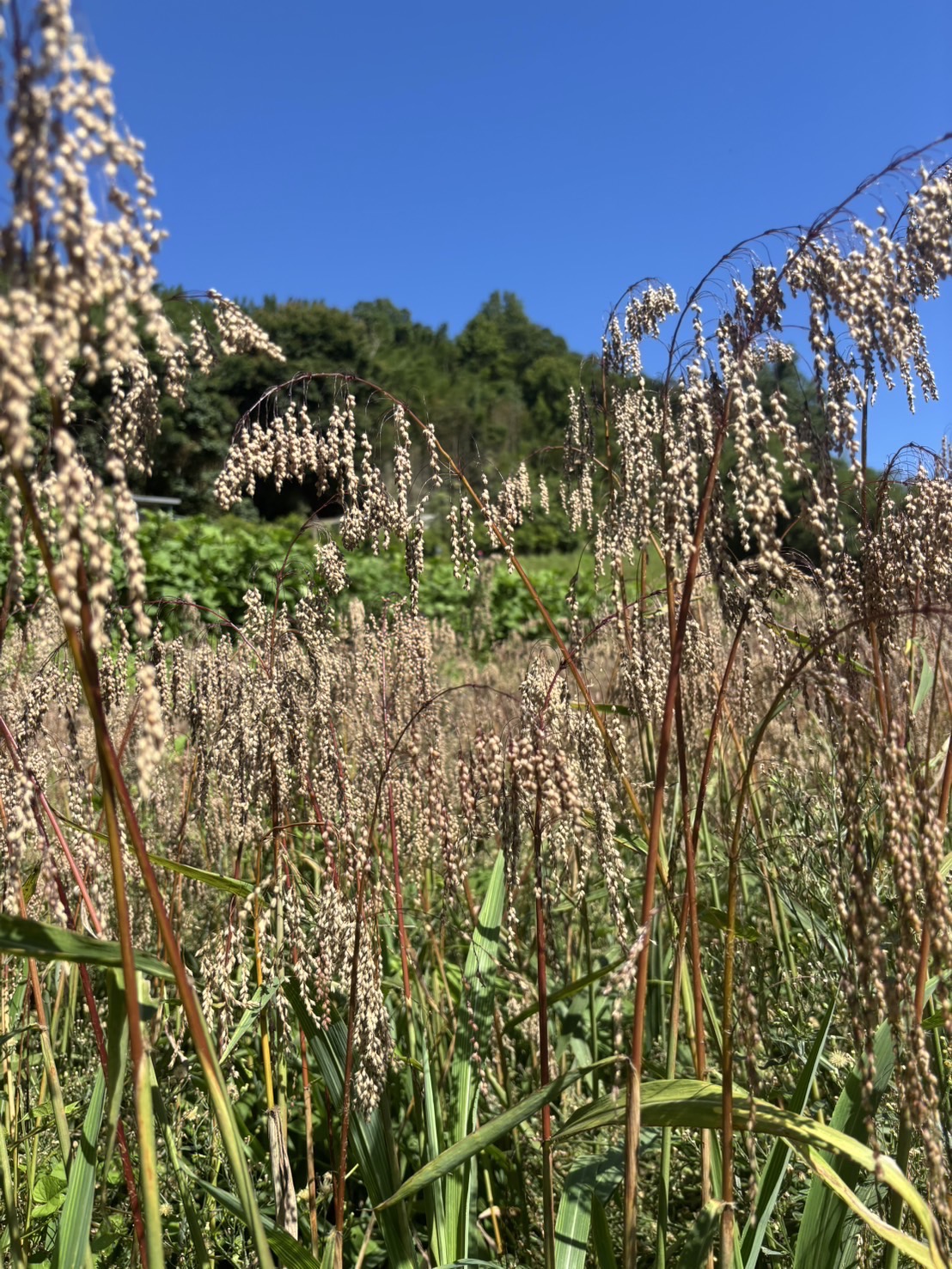 加草花園山莊2