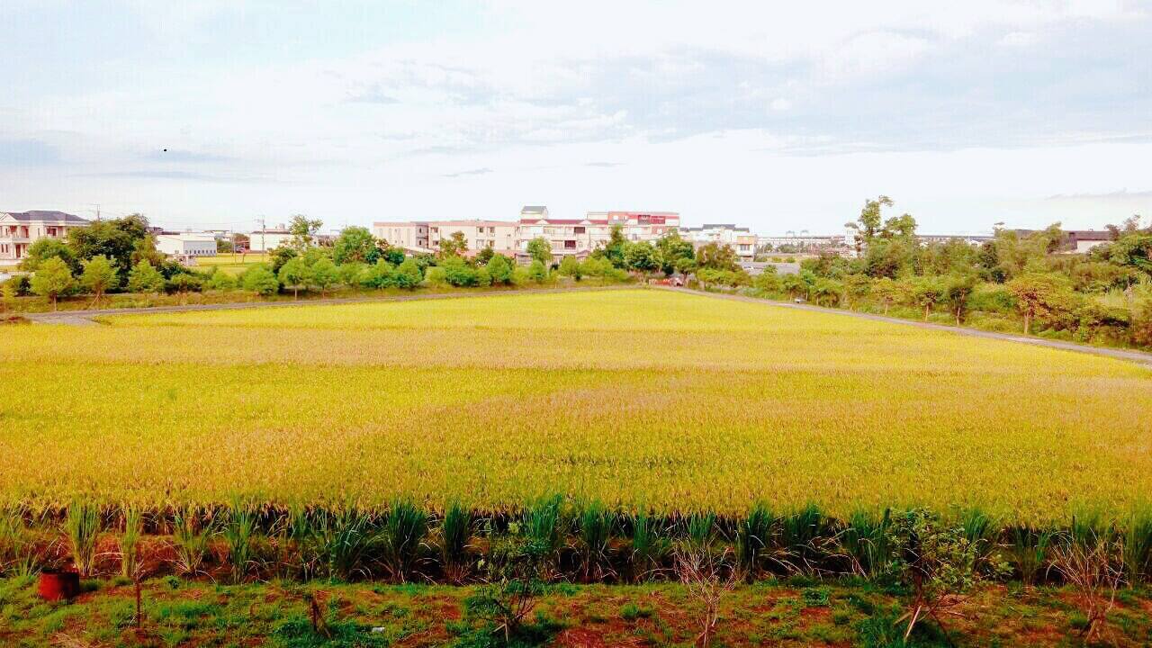 民宿外秋季風景