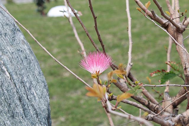 晨想花園民宿-7