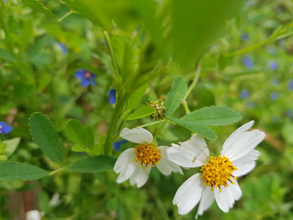 海老屋四季花