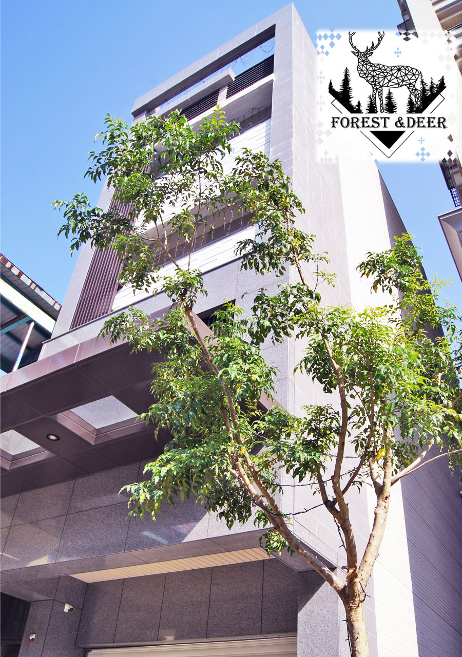 森林鹿紅茶民宿3