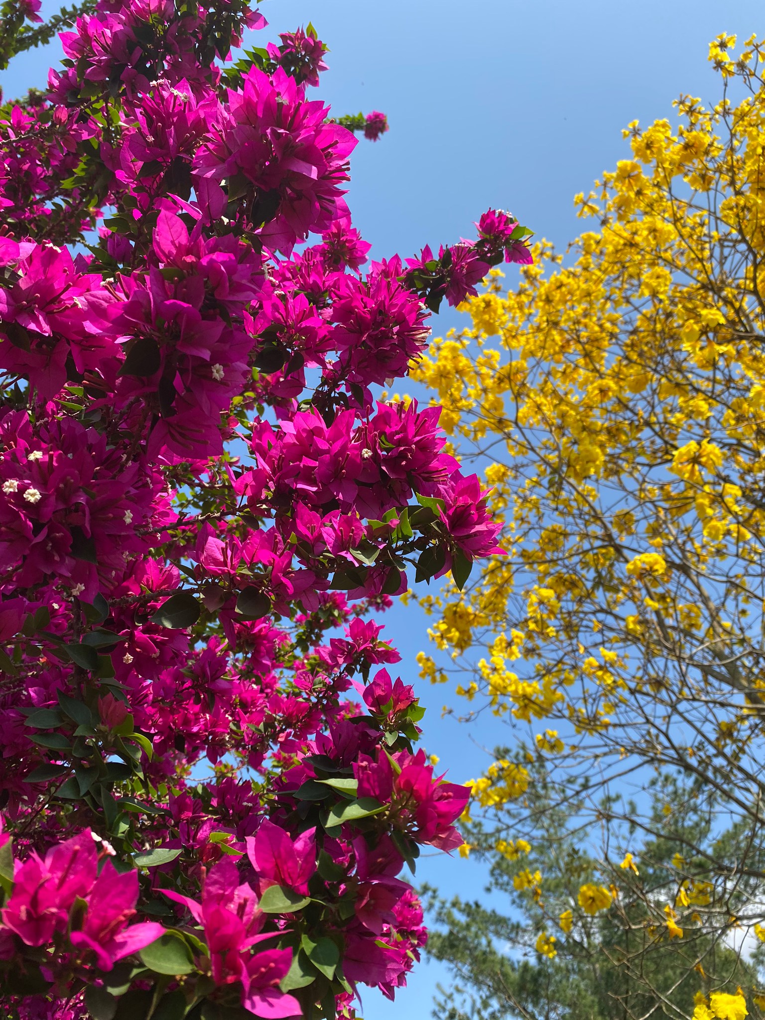 梅之林自在旅墅山莊17