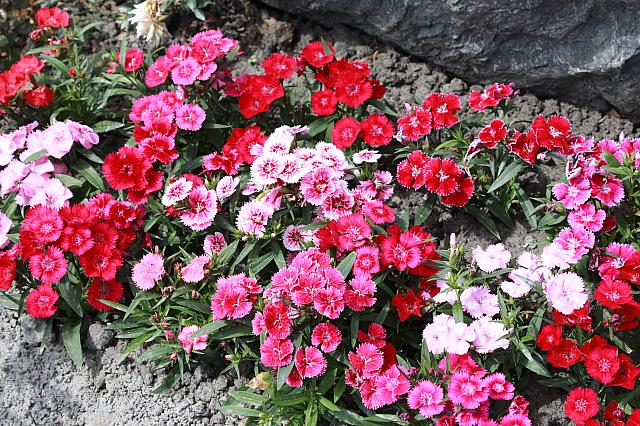 晨想花園民宿-2